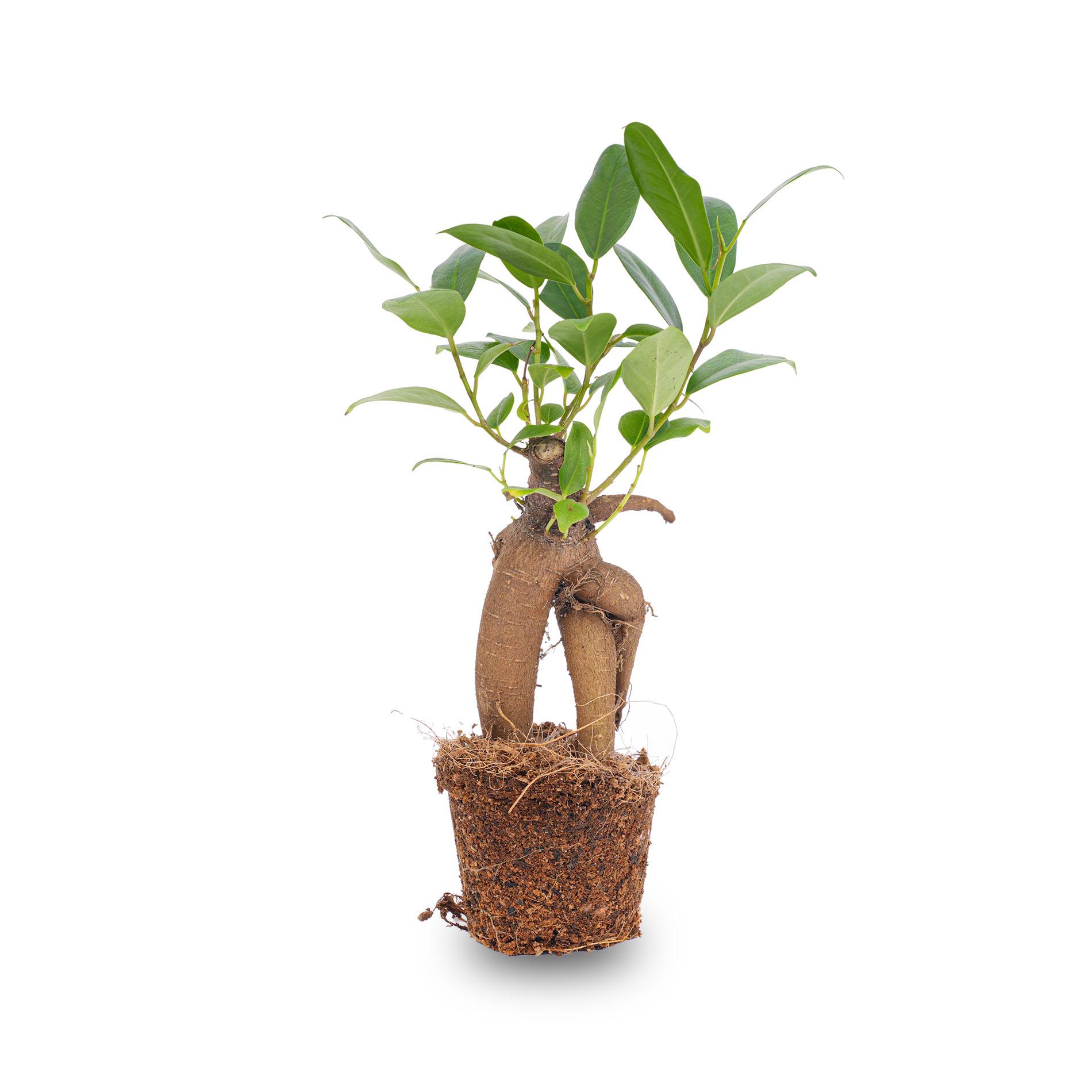Ficus Ginseng bonsai en pot. Plante verte type Ficus Ginseng bonsai, livrée en pot, idéale pour intérieur lumineux.