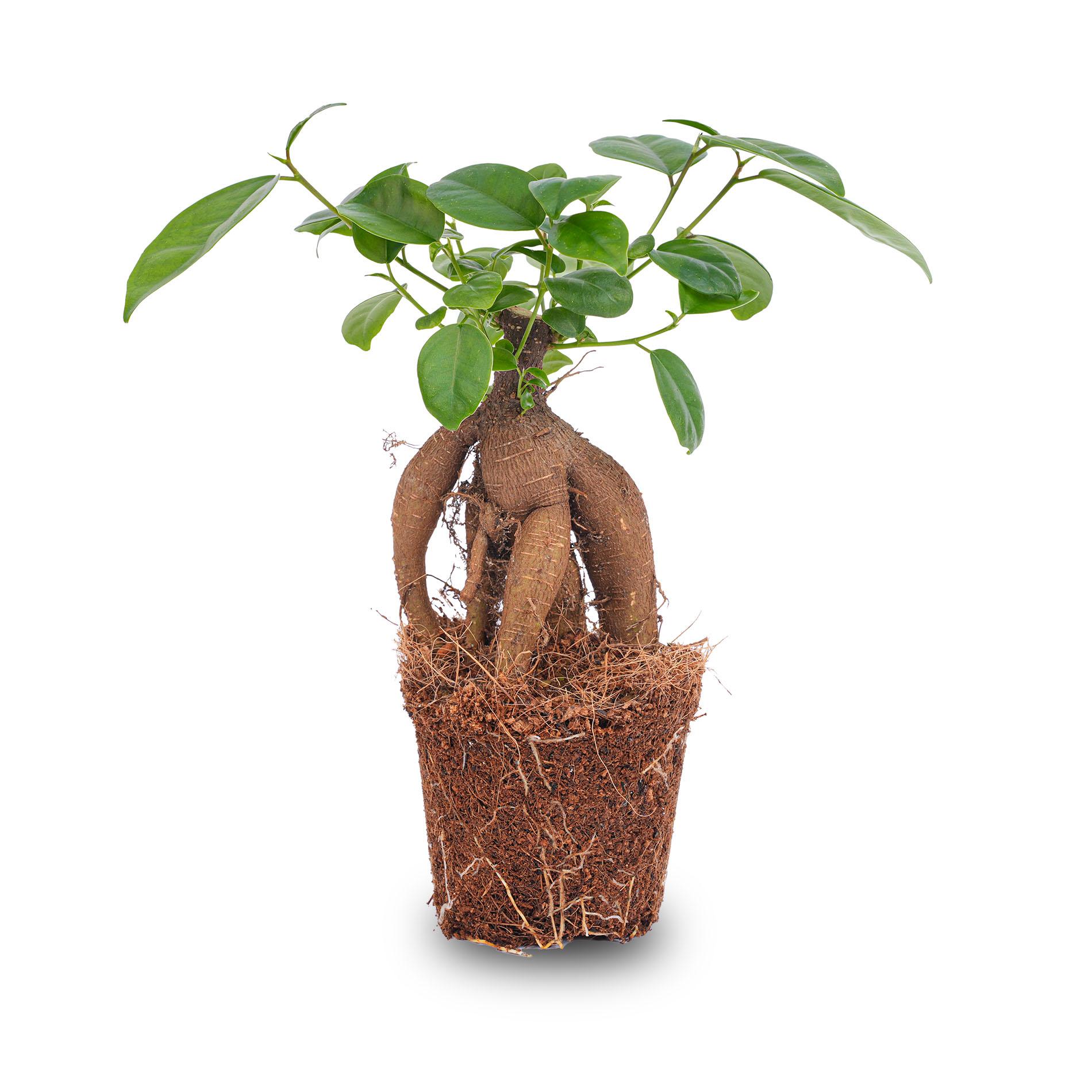 Ficus microcarpa ginseng bonsai en pot. Plante verte type Ficus microcarpa ginseng bonsai, livrée en pot, idéale pour intérieur lumineux.