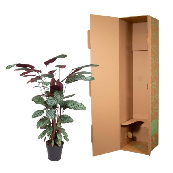 Calathea Oppenheimiana en pot Ø27cm. Plante verte type Calathea Oppenheimiana, livrée en pot, idéale pour intérieur lumineux. – Image 3