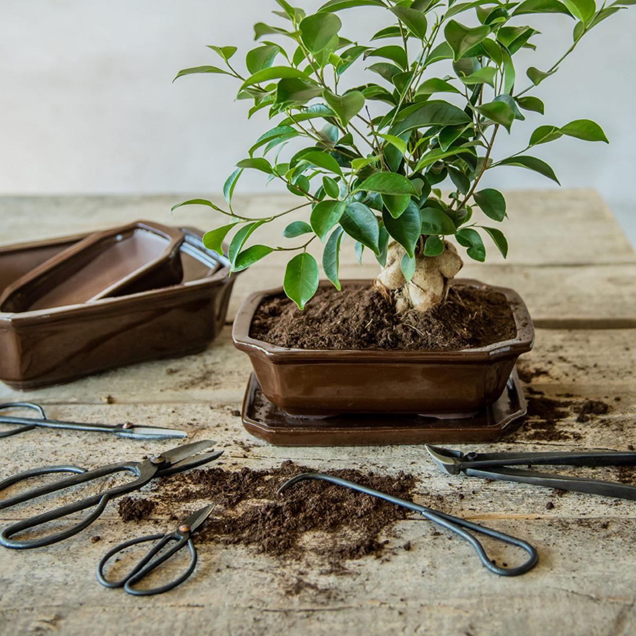Bonsai root hook en pot. Plante verte type Bonsai root hook, livrée en pot, idéale pour intérieur lumineux.