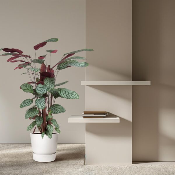 Calathea Oppenheimiana en pot Ø27cm. Plante verte type Calathea Oppenheimiana, livrée en pot, idéale pour intérieur lumineux. – Image 4