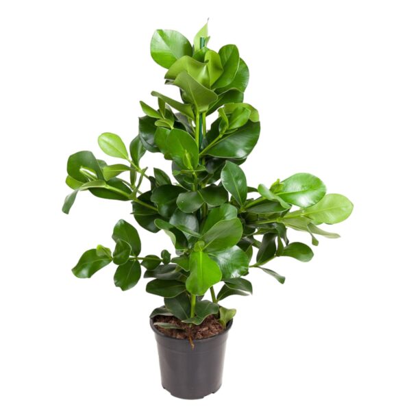Clusia Rosea en pot Ø24cm. Plante verte type Clusia Rosea, livrée en pot, idéale pour intérieur lumineux.