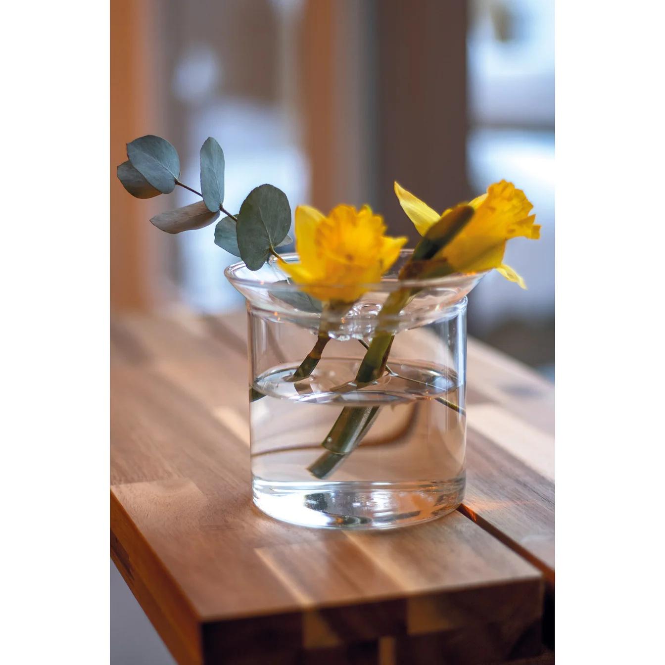 Propagation vase L en pot. Plante verte type Propagation vase L, livrée en pot, idéale pour intérieur lumineux.