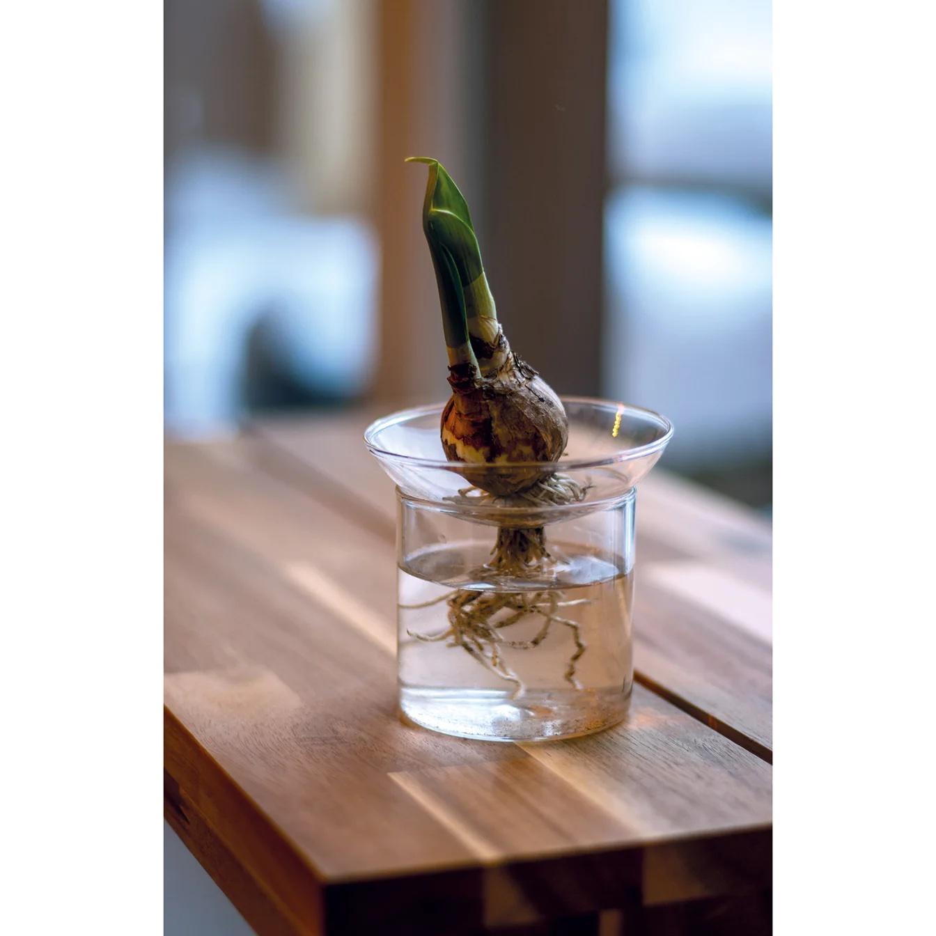 Propagation vase M en pot. Plante verte type Propagation vase M, livrée en pot, idéale pour intérieur lumineux.