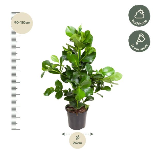 Clusia Rosea en pot Ø24cm. Plante verte type Clusia Rosea, livrée en pot, idéale pour intérieur lumineux. – Image 2