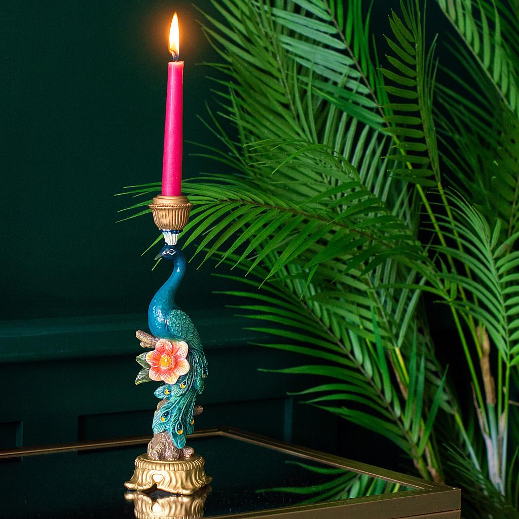 Kandelaar en pot. Plante verte type Kandelaar, livrée en pot, idéale pour intérieur lumineux. – Image 5