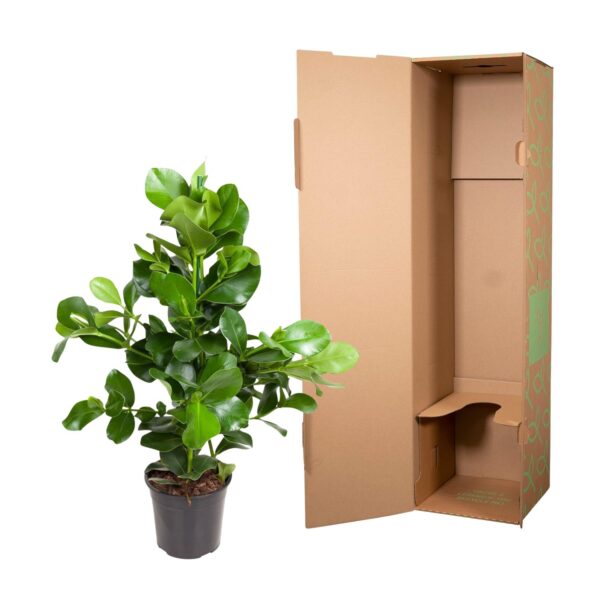 Clusia Rosea en pot Ø24cm. Plante verte type Clusia Rosea, livrée en pot, idéale pour intérieur lumineux. – Image 3