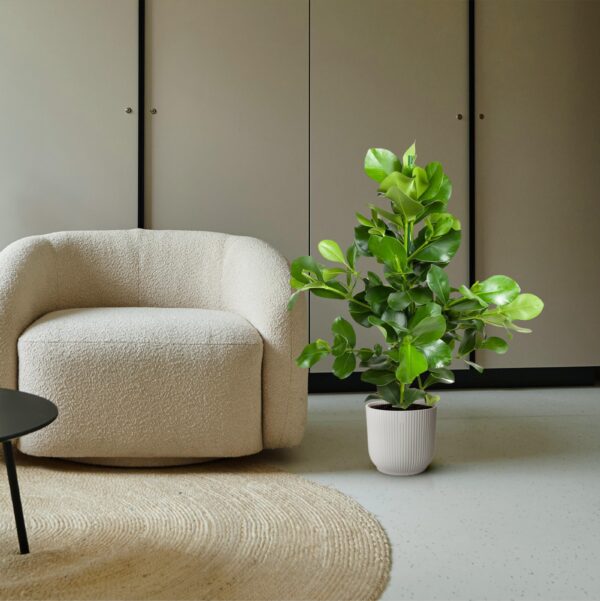 Clusia Rosea en pot Ø24cm. Plante verte type Clusia Rosea, livrée en pot, idéale pour intérieur lumineux. – Image 4