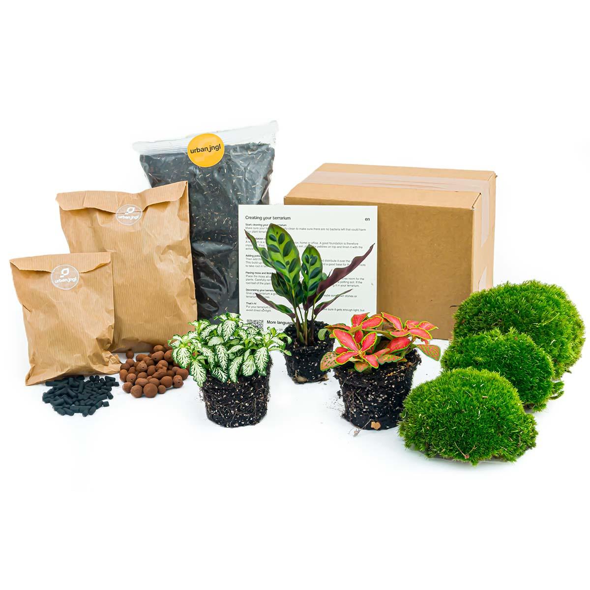 Planten terrarium pakket Calathea Lancifolia en pot. Plante verte type Planten terrarium pakket Calathea Lancifolia, livrée en pot, idéale pour intérieur lumineux.