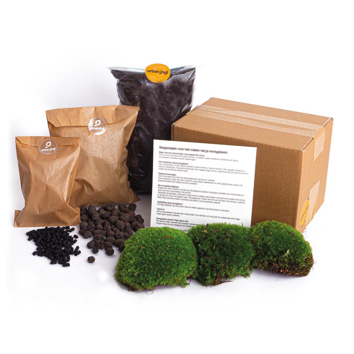 Terrarium pakket en pot. Plante verte type Terrarium pakket, livrée en pot, idéale pour intérieur lumineux.