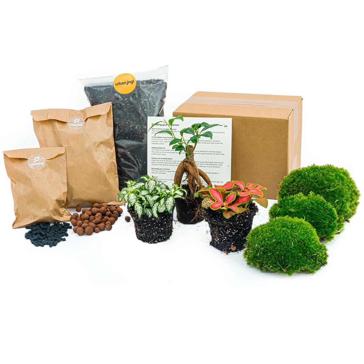 Planten terrarium pakket en pot. Plante verte type Planten terrarium pakket, livrée en pot, idéale pour intérieur lumineux.