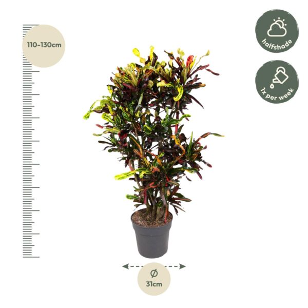 Codiaeum Mammi vertakt en pot Ø31cm. Plante verte type Codiaeum Mammi vertakt, livrée en pot, idéale pour intérieur lumineux. – Image 2