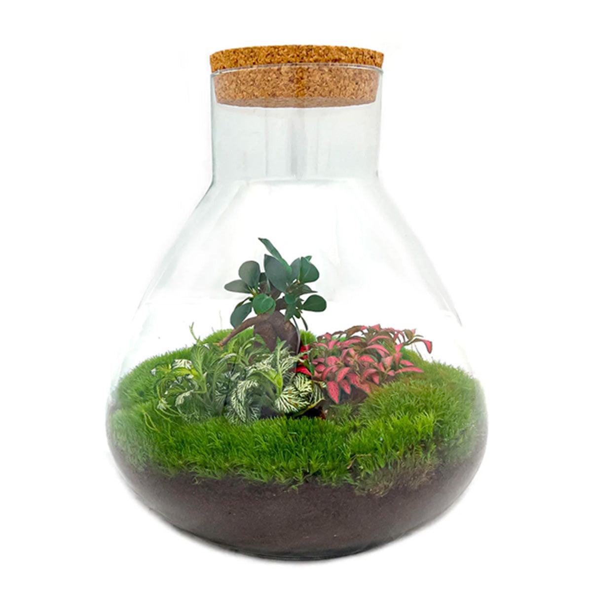 Sam XL Bonsai en pot. Plante verte type Sam XL Bonsai, livrée en pot, idéale pour intérieur lumineux.