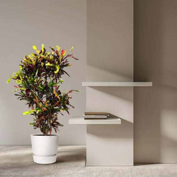 Codiaeum Mammi vertakt en pot Ø31cm. Plante verte type Codiaeum Mammi vertakt, livrée en pot, idéale pour intérieur lumineux. – Image 4