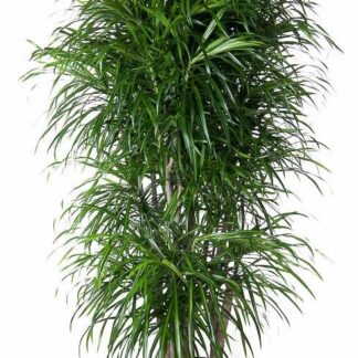 Dracaena Anita vertakt en pot Ø34cm. Plante verte type Dracaena Anita vertakt, livrée en pot, idéale pour intérieur lumineux.