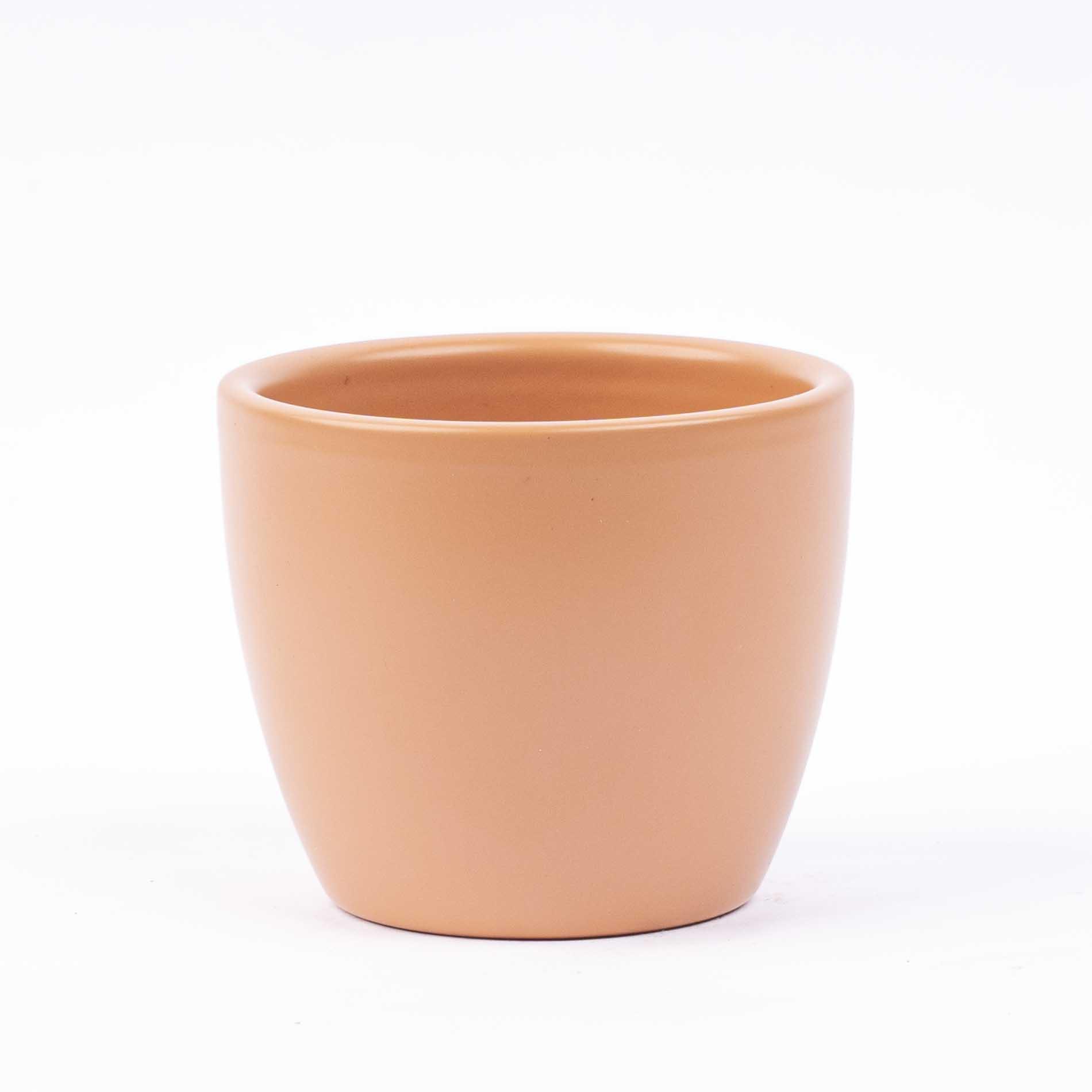 Pot Boule Toscana matt en pot. Plante verte type Pot Boule Toscana matt, livrée en pot, idéale pour intérieur lumineux.