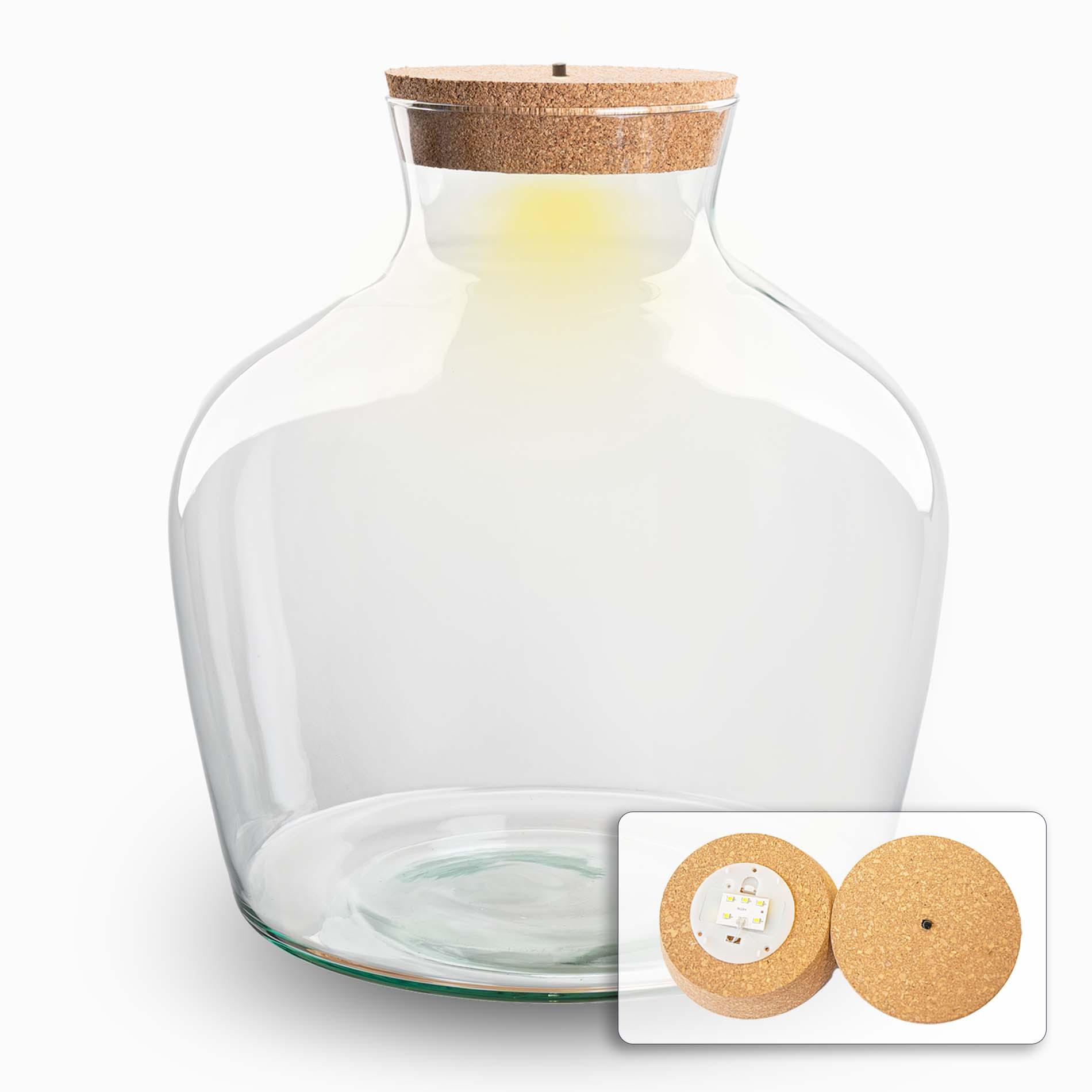 Terrarium fles met kurk en pot. Plante verte type Terrarium fles met kurk, livrée en pot, idéale pour intérieur lumineux.
