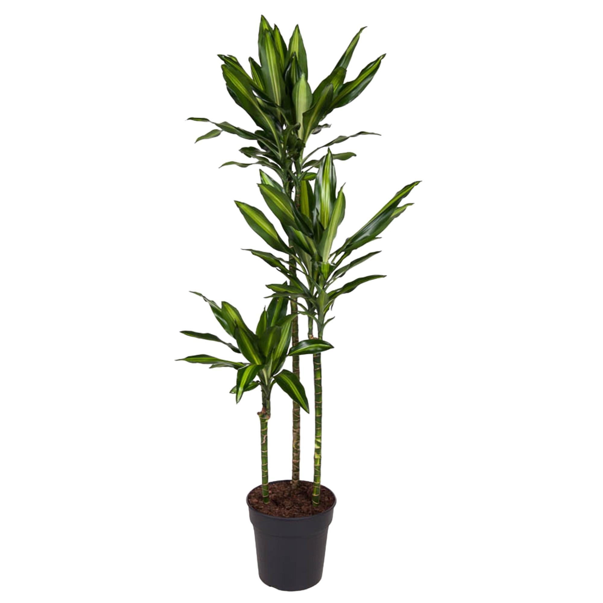 Dracaena Cintho en pot Ø24cm. Plante verte type Dracaena Cintho, livrée en pot, idéale pour intérieur lumineux.