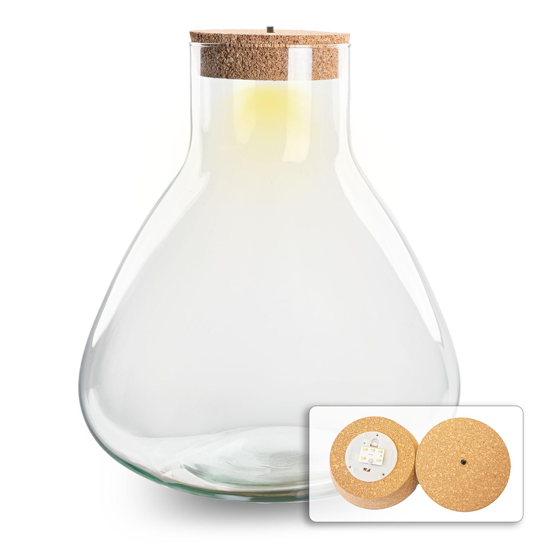 Terrarium fles en pot. Plante verte type Terrarium fles, livrée en pot, idéale pour intérieur lumineux.