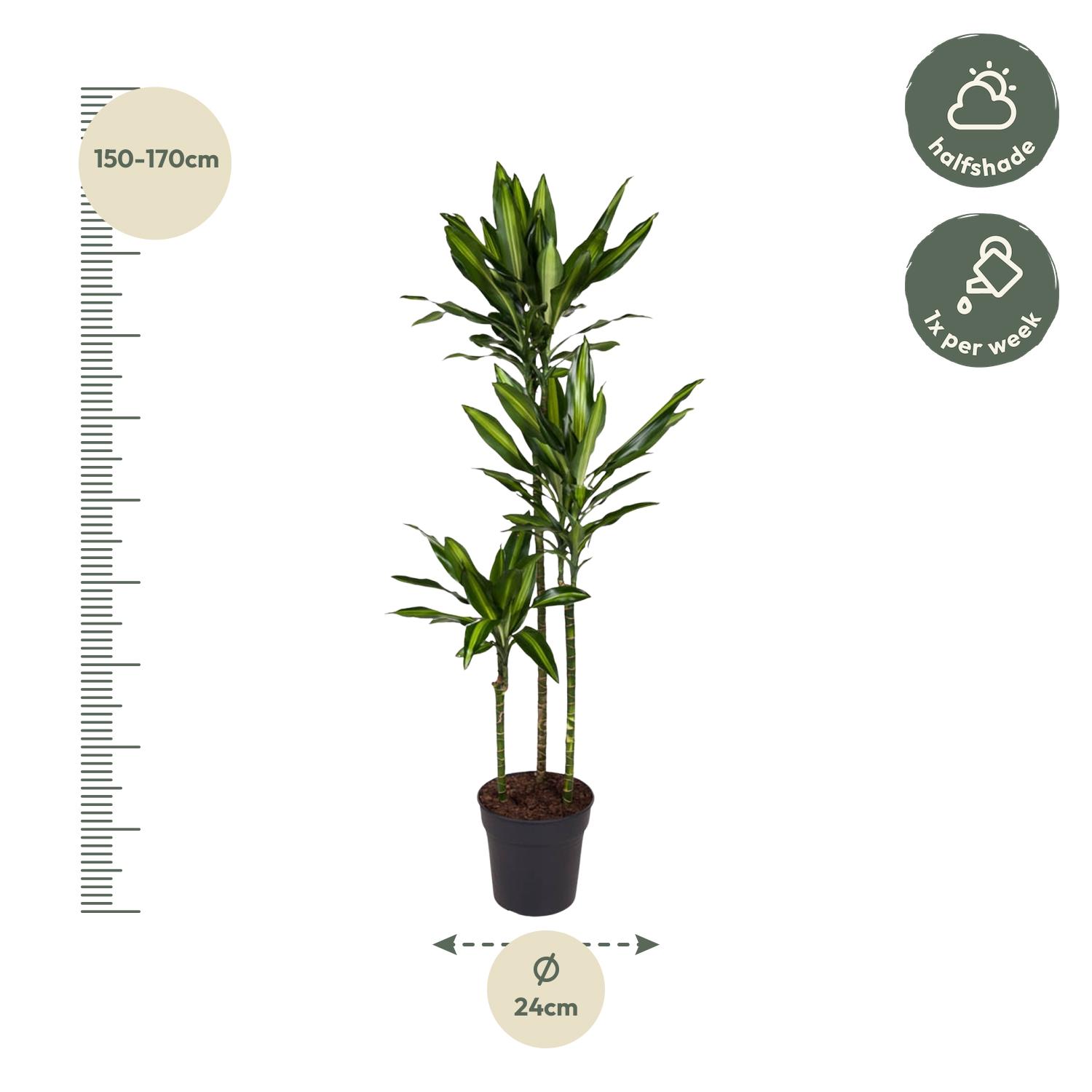 Dracaena Cintho en pot Ø24cm. Plante verte type Dracaena Cintho, livrée en pot, idéale pour intérieur lumineux. – Image 2