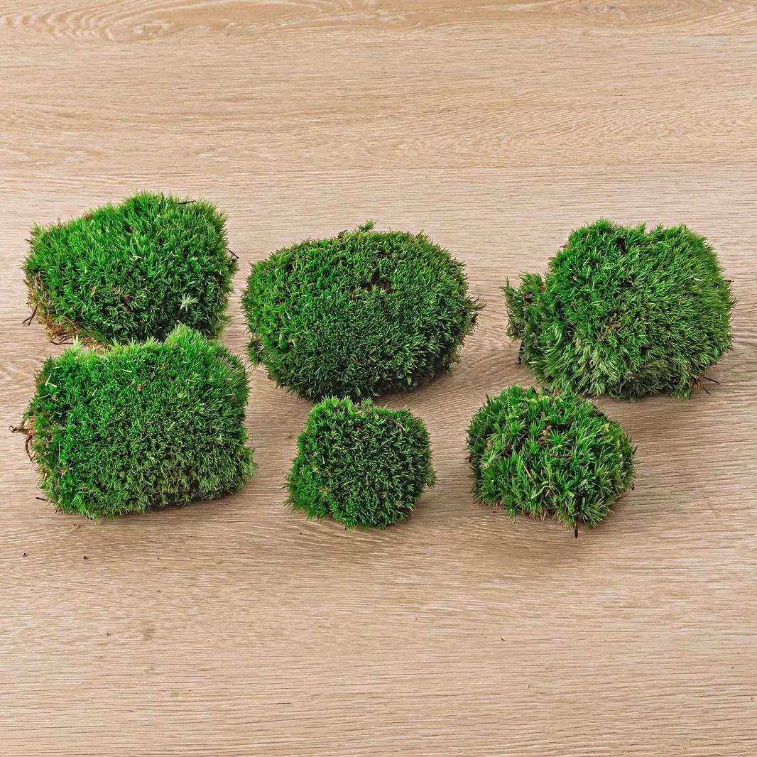 Live Cushion Moss en pot. Plante verte type Live Cushion Moss, livrée en pot, idéale pour intérieur lumineux.