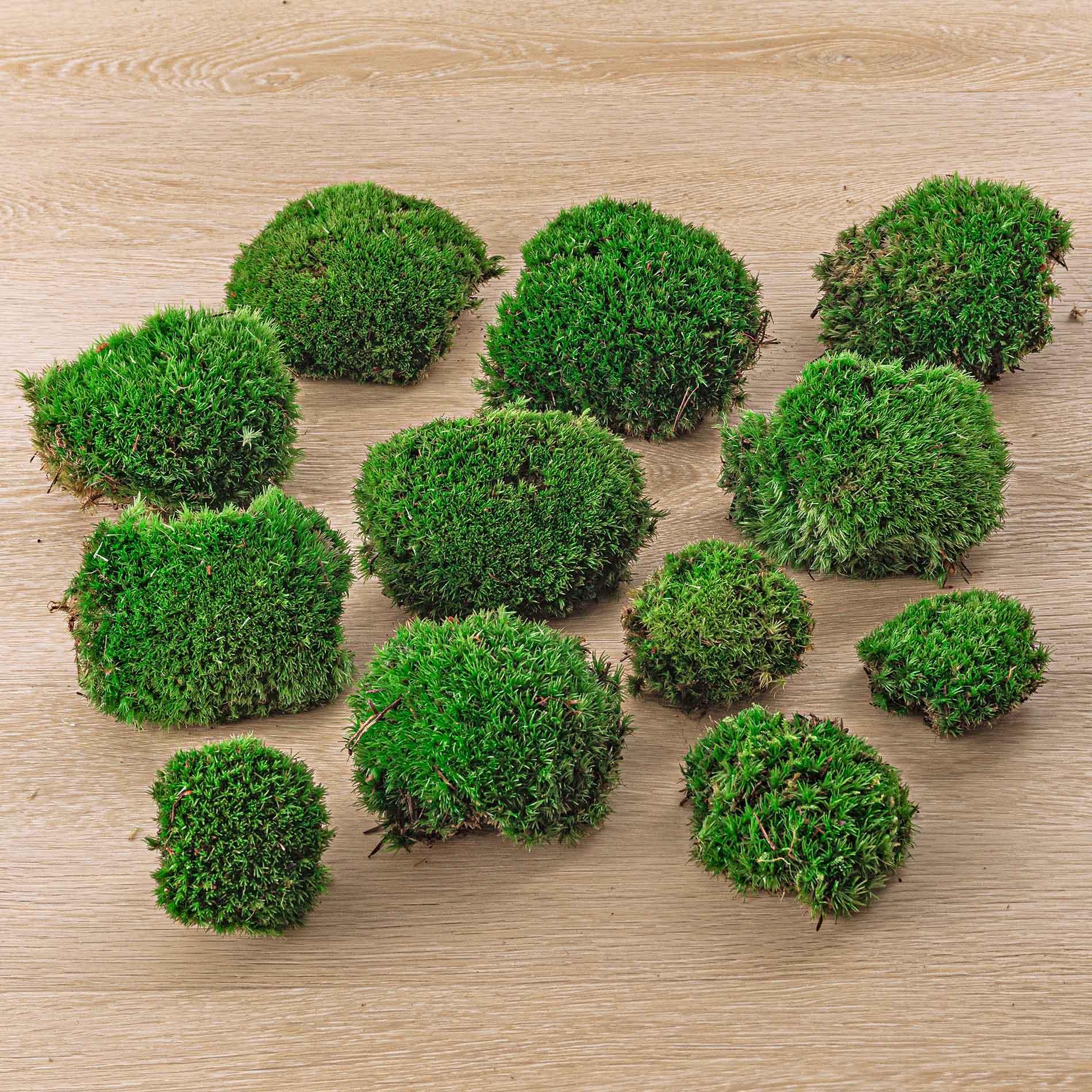 Live Cushion Moss en pot. Plante verte type Live Cushion Moss, livrée en pot, idéale pour intérieur lumineux.