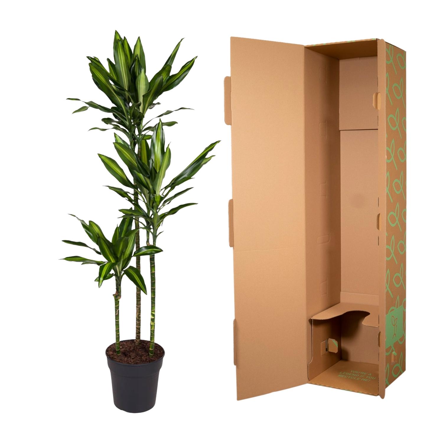 Dracaena Cintho en pot Ø24cm. Plante verte type Dracaena Cintho, livrée en pot, idéale pour intérieur lumineux. – Image 3