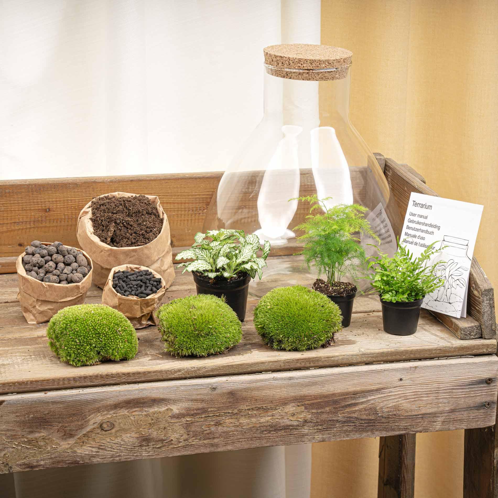Terrarium en pot. Plante verte type Terrarium, livrée en pot, idéale pour intérieur lumineux. – Image 2
