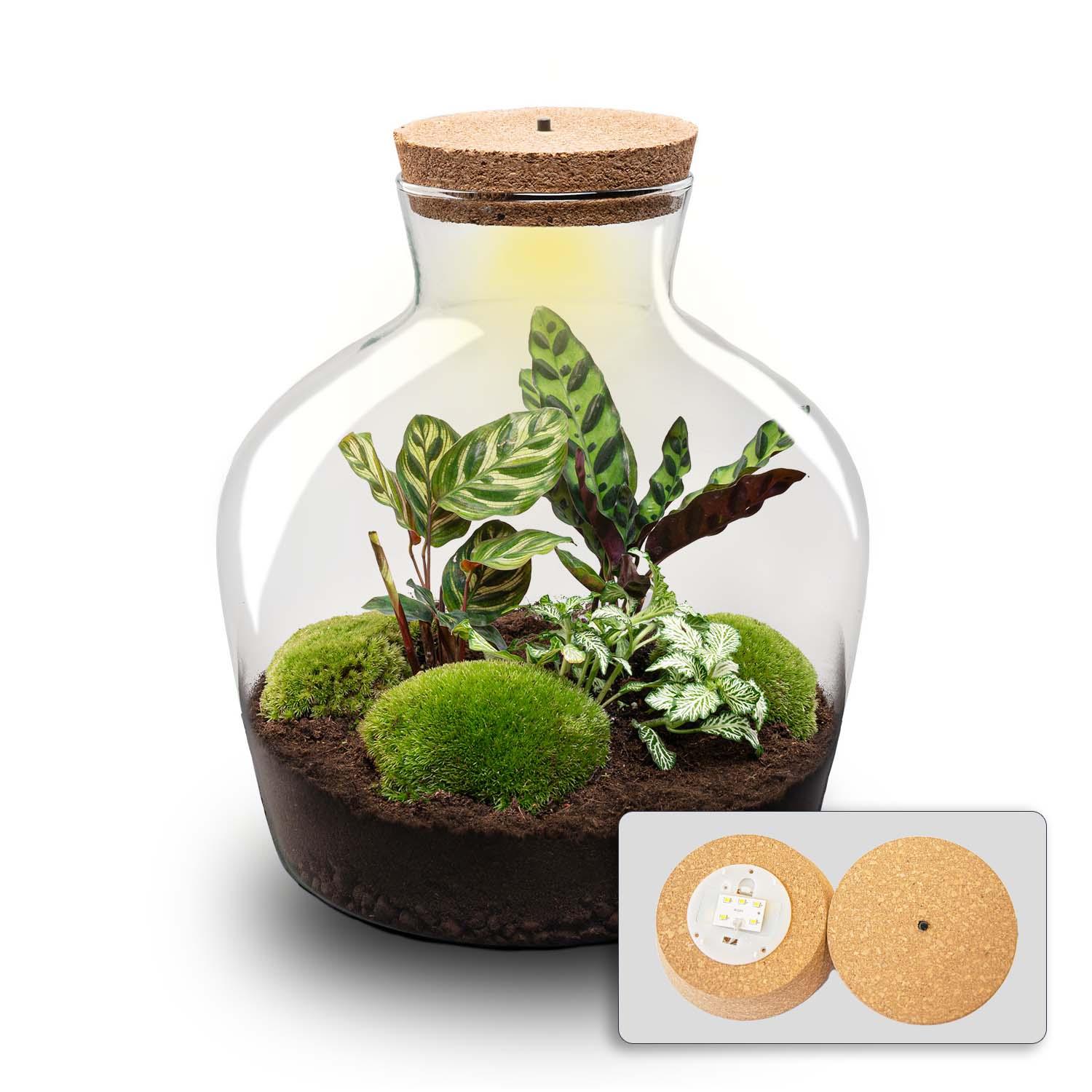 Terrarium en pot. Plante verte type Terrarium, livrée en pot, idéale pour intérieur lumineux. – Image 2