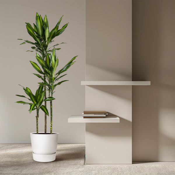 Dracaena Cintho en pot Ø24cm. Plante verte type Dracaena Cintho, livrée en pot, idéale pour intérieur lumineux. – Image 4