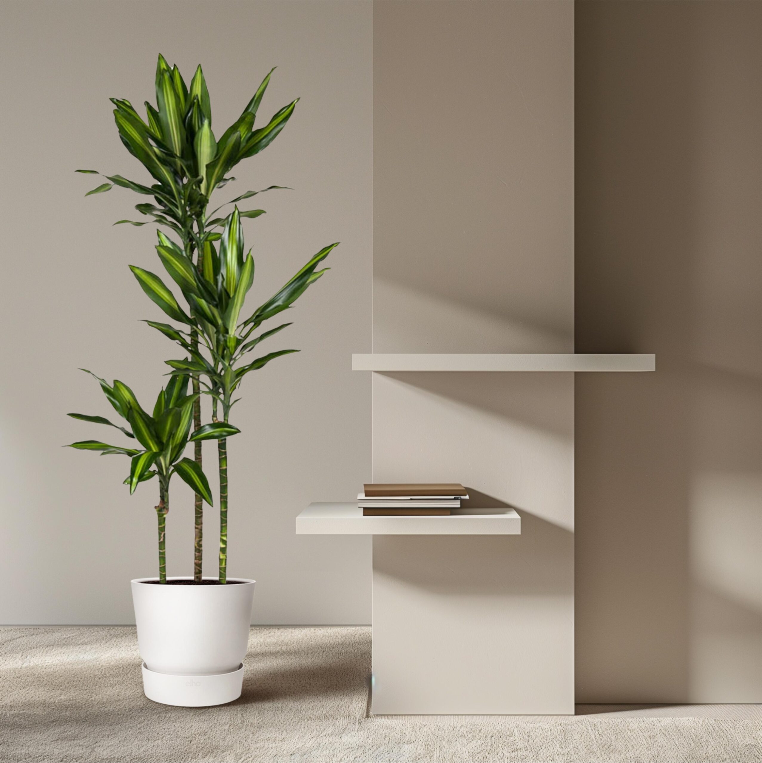 Dracaena Cintho en pot Ø24cm. Plante verte type Dracaena Cintho, livrée en pot, idéale pour intérieur lumineux. – Image 4