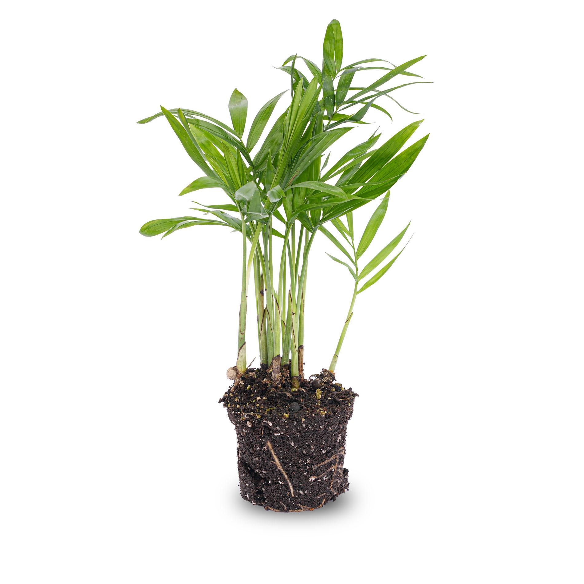 Parlour Palm en pot. Plante verte type Parlour Palm, livrée en pot, idéale pour intérieur lumineux.