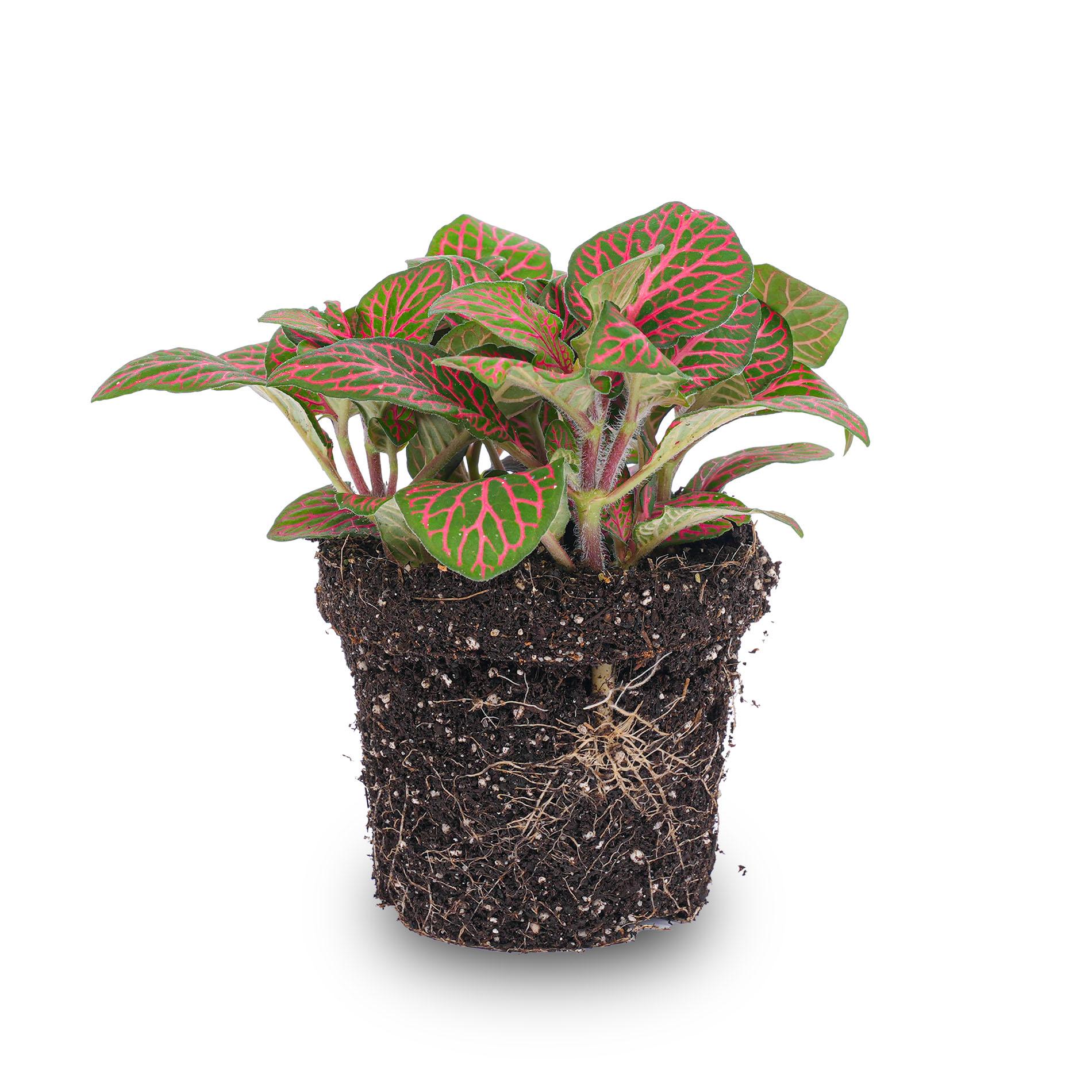 Fittonia red en pot. Plante verte type Fittonia red, livrée en pot, idéale pour intérieur lumineux.