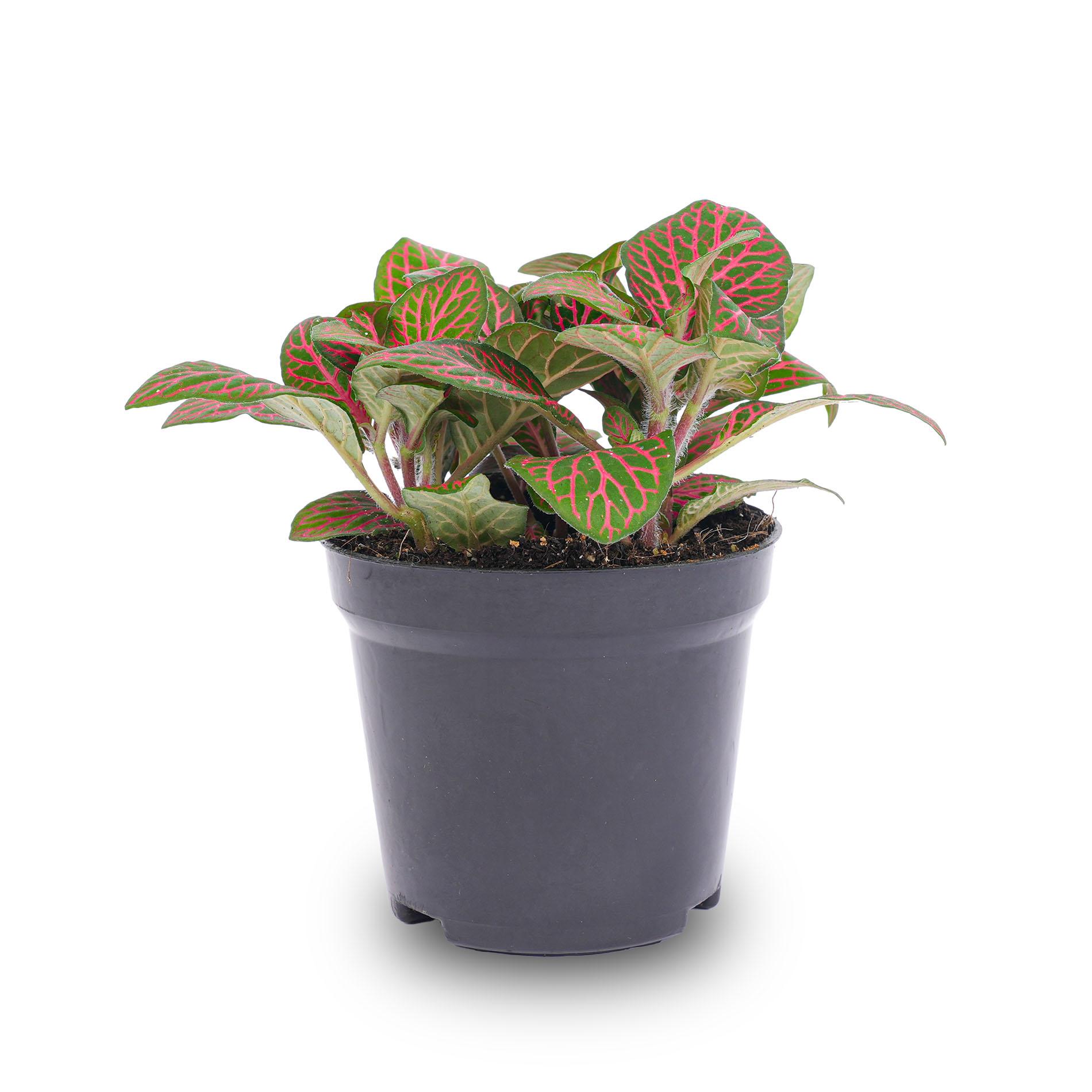 Fittonia red en pot. Plante verte type Fittonia red, livrée en pot, idéale pour intérieur lumineux. – Image 2