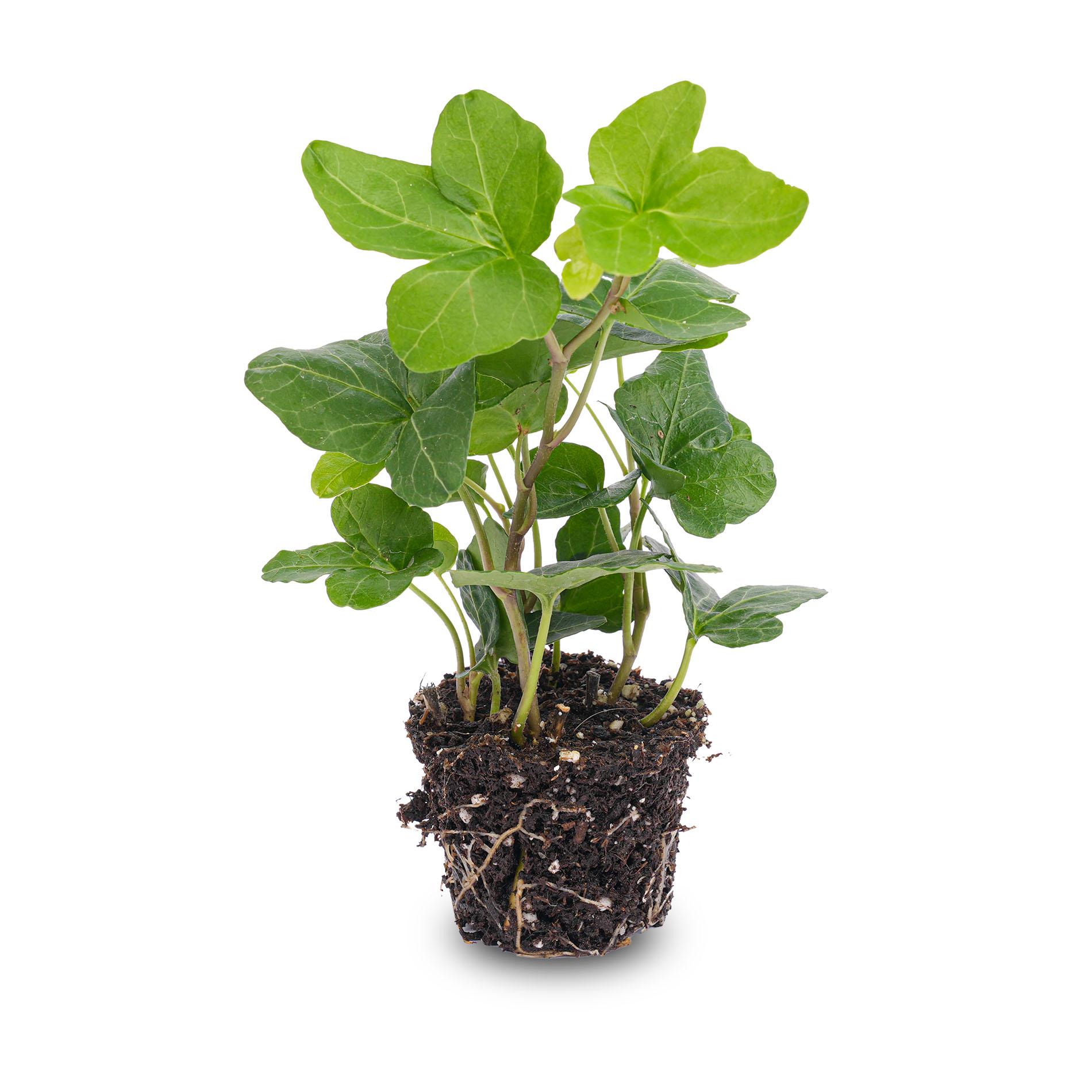 Hedera helix en pot. Plante verte type Hedera helix, livrée en pot, idéale pour intérieur lumineux.
