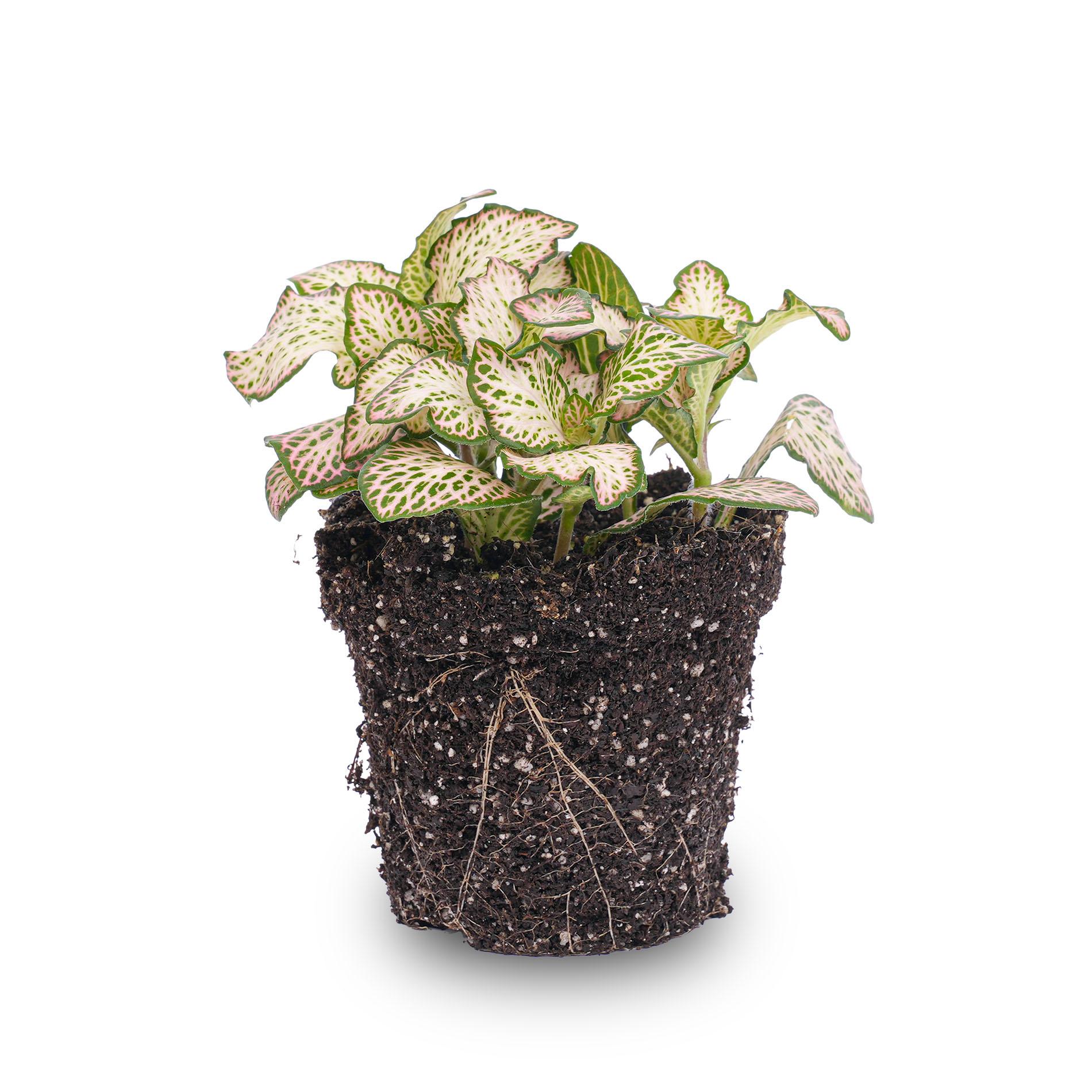 Fittonia Pink Tiger en pot. Plante verte type Fittonia Pink Tiger, livrée en pot, idéale pour intérieur lumineux.