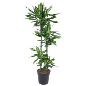 Dracaena Cintho en pot Ø27cm. Plante verte type Dracaena Cintho, livrée en pot, idéale pour intérieur lumineux.