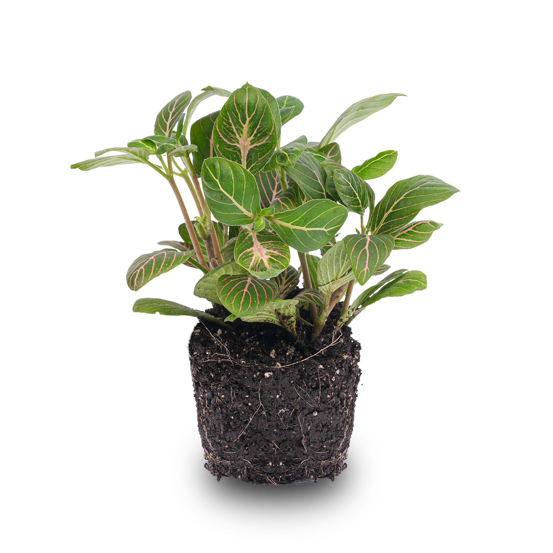 Fittonia Joly Josan en pot. Plante verte type Fittonia Joly Josan, livrée en pot, idéale pour intérieur lumineux.