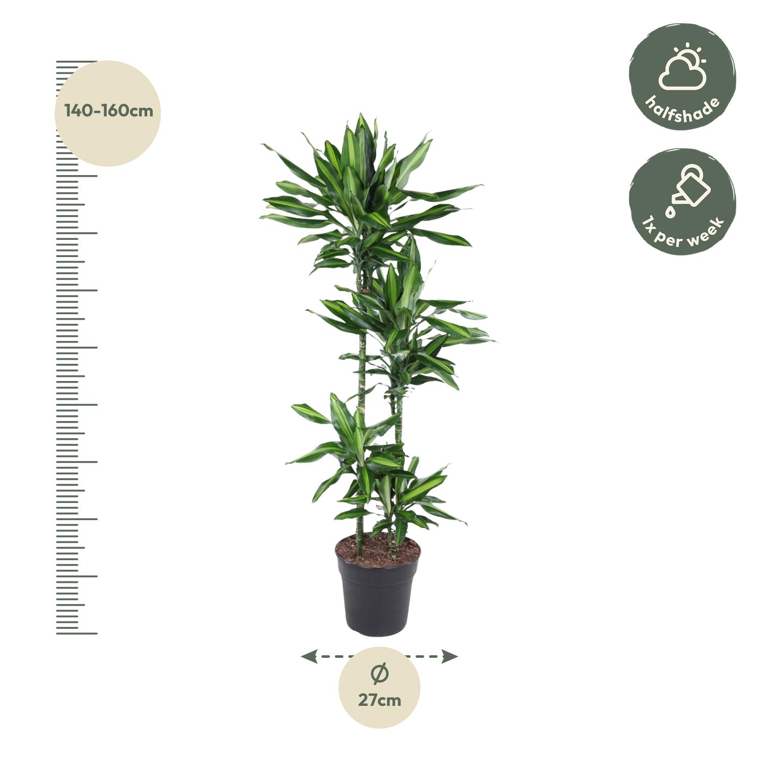 Dracaena Cintho en pot Ø27cm. Plante verte type Dracaena Cintho, livrée en pot, idéale pour intérieur lumineux. – Image 2