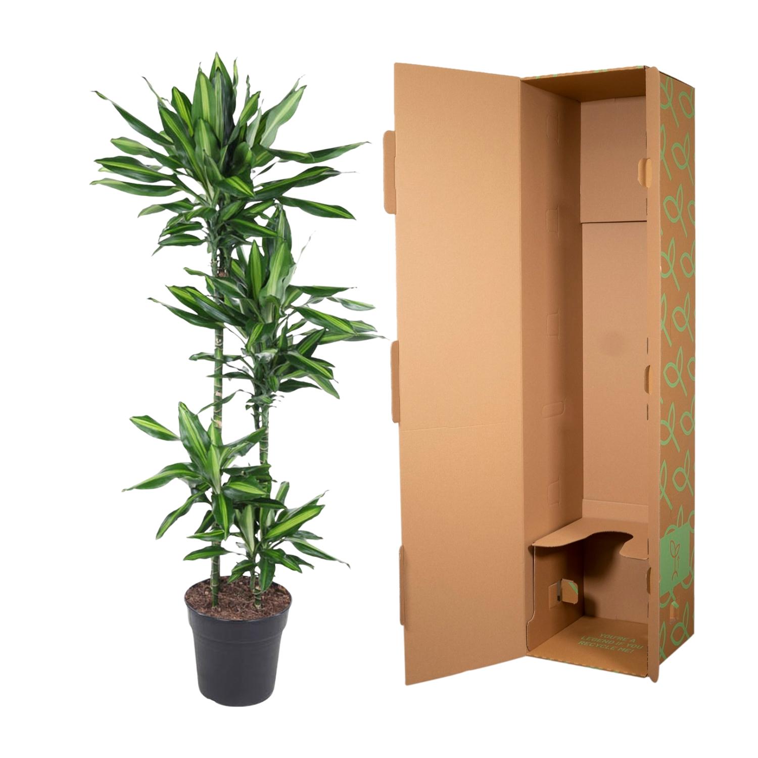 Dracaena Cintho en pot Ø27cm. Plante verte type Dracaena Cintho, livrée en pot, idéale pour intérieur lumineux. – Image 3