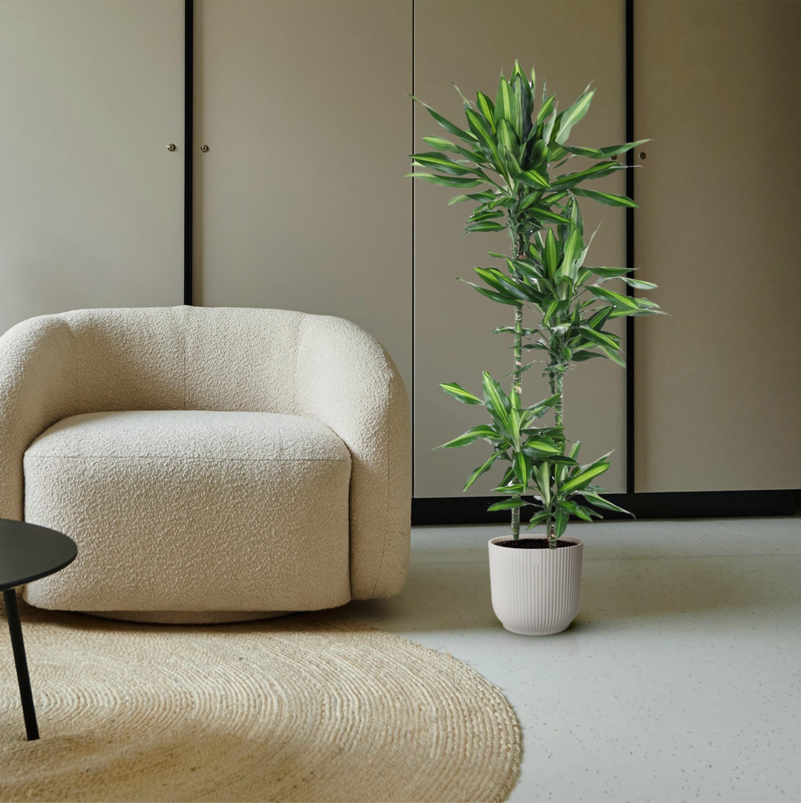 Dracaena Cintho en pot Ø27cm. Plante verte type Dracaena Cintho, livrée en pot, idéale pour intérieur lumineux. – Image 4