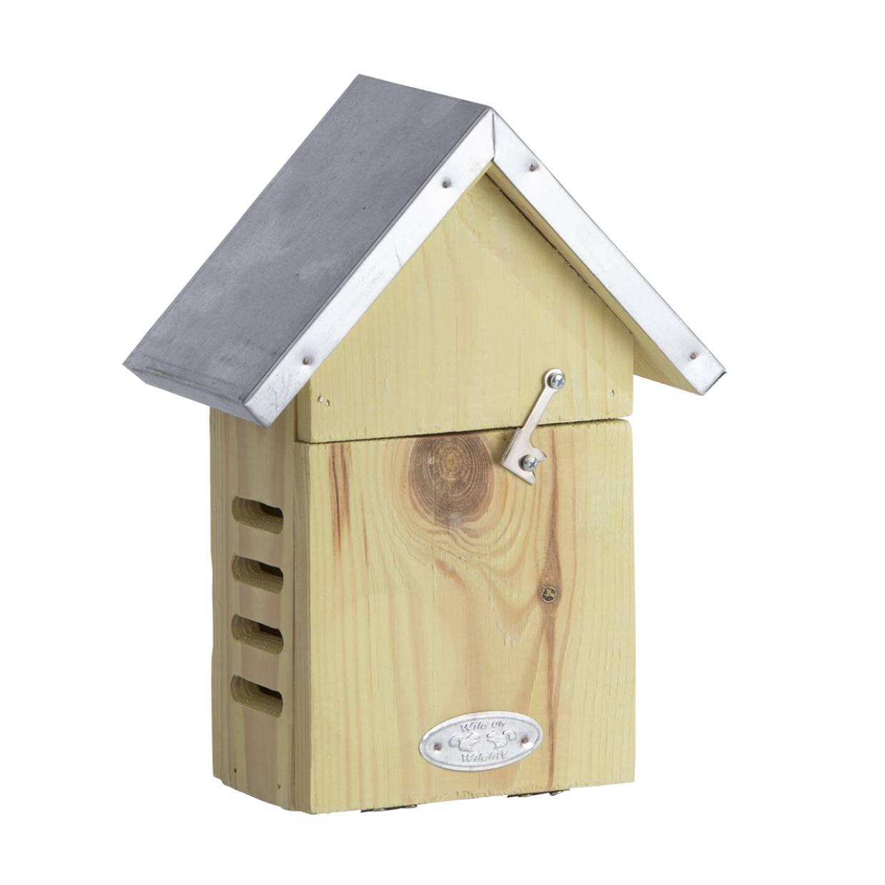 Lieveheersbeestkastje en pot. Plante verte type Lieveheersbeestkastje, livrée en pot, idéale pour intérieur lumineux.