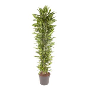Dracaena Cintho vertakt en pot Ø40cm. Plante verte type Dracaena Cintho vertakt, livrée en pot, idéale pour intérieur lumineux.
