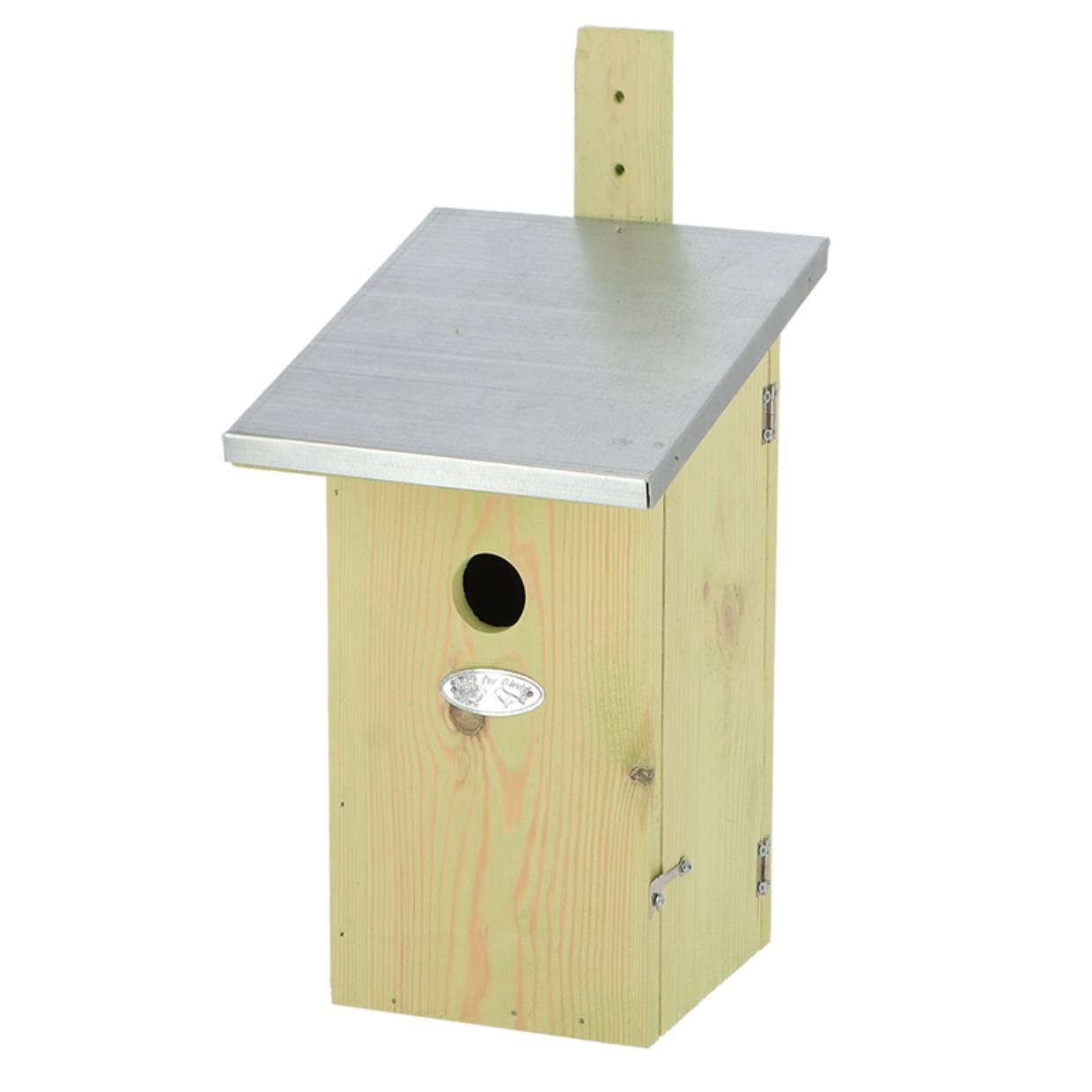 Observatienestkast en pot. Plante verte type Observatienestkast, livrée en pot, idéale pour intérieur lumineux.