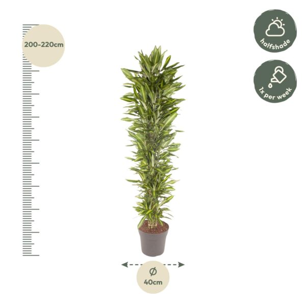 Dracaena Cintho vertakt en pot Ø40cm. Plante verte type Dracaena Cintho vertakt, livrée en pot, idéale pour intérieur lumineux. – Image 2