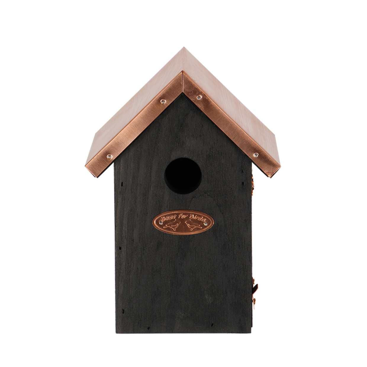 Vogelhuis Winterkoning en pot. Plante verte type Vogelhuis Winterkoning, livrée en pot, idéale pour intérieur lumineux. – Image 2