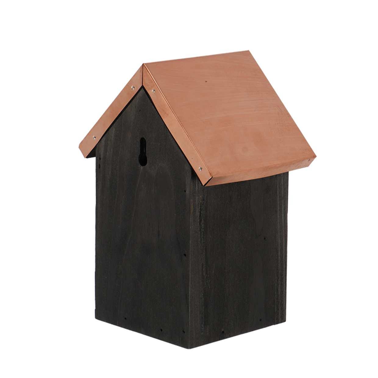 Vogelhuis Winterkoning en pot. Plante verte type Vogelhuis Winterkoning, livrée en pot, idéale pour intérieur lumineux. – Image 4