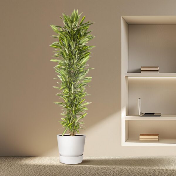 Dracaena Cintho vertakt en pot Ø40cm. Plante verte type Dracaena Cintho vertakt, livrée en pot, idéale pour intérieur lumineux. – Image 4