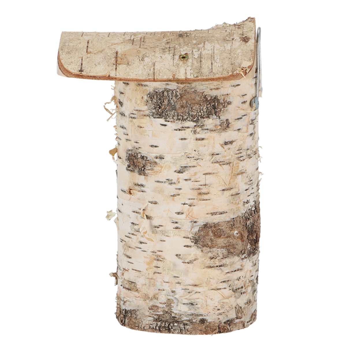 Vogelhuis Pimpelmees en pot. Plante verte type Vogelhuis Pimpelmees, livrée en pot, idéale pour intérieur lumineux. – Image 4