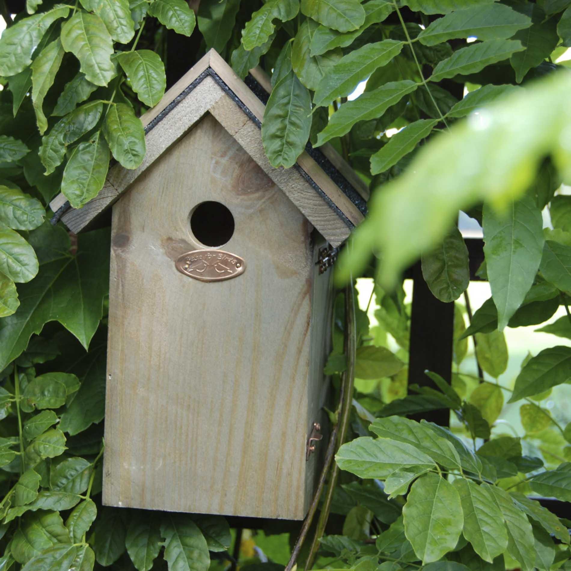 Vogelhuis Pimpelmees en pot. Plante verte type Vogelhuis Pimpelmees, livrée en pot, idéale pour intérieur lumineux. – Image 4